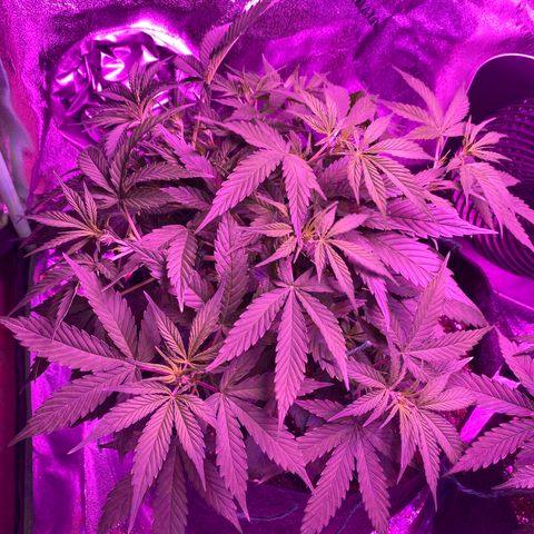 White Widow Auto growlog timeline photo