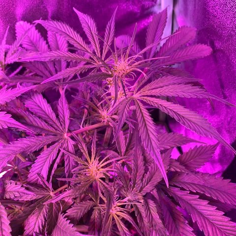 White Widow Auto growlog timeline photo