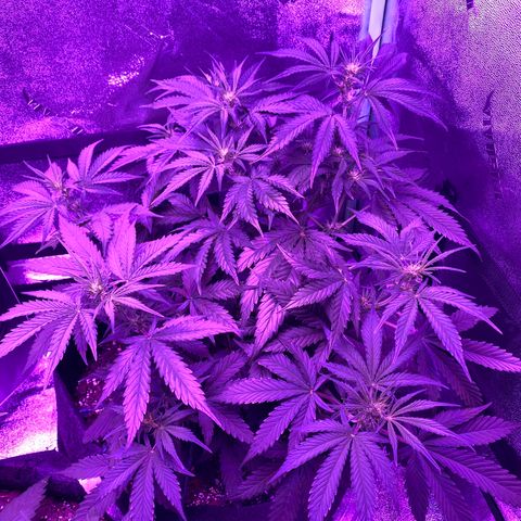 White Widow Auto growlog timeline photo