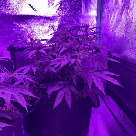 White Widow Auto growlog timeline photo