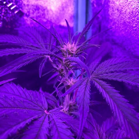 White Widow Auto growlog timeline photo