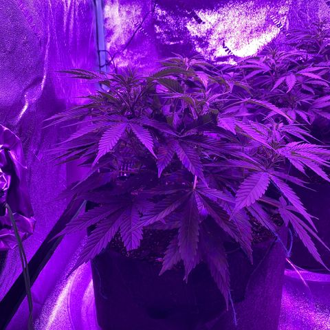 White Widow Auto growlog timeline photo