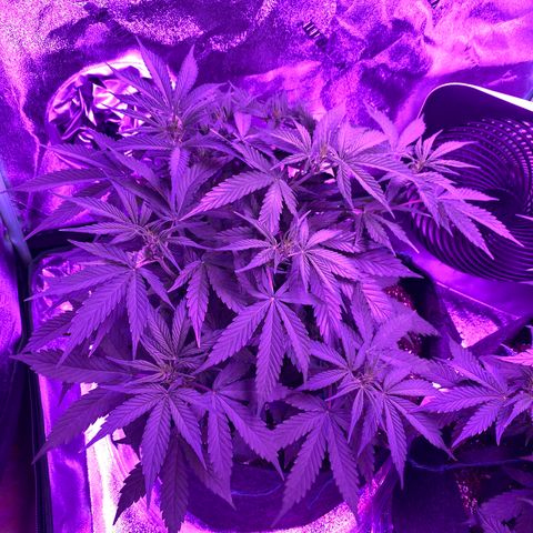 White Widow Auto growlog timeline photo