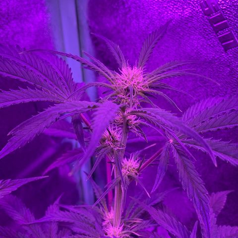 White Widow Auto growlog timeline photo