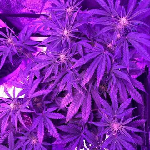 White Widow Auto growlog timeline photo