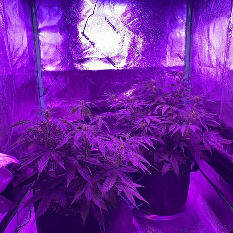 White Widow Auto growlog timeline photo