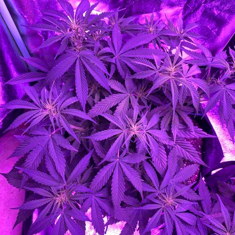 White Widow Auto growlog timeline photo