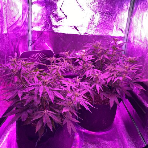 White Widow Auto growlog timeline photo