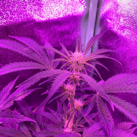 White Widow Auto growlog timeline photo