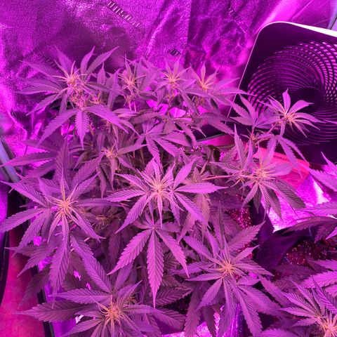 White Widow Auto growlog timeline photo
