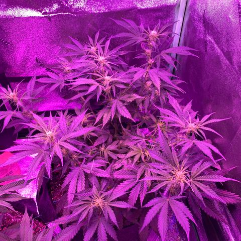 White Widow Auto growlog timeline photo