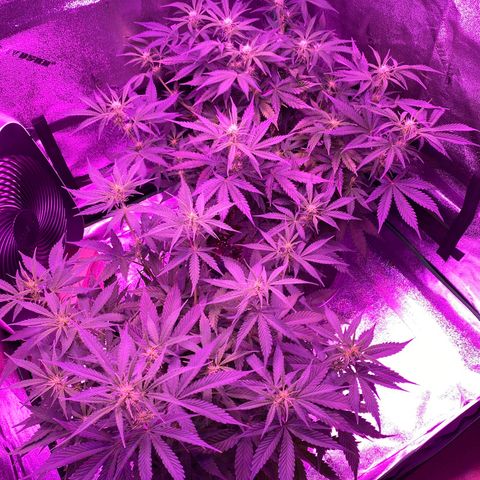White Widow Auto growlog timeline photo