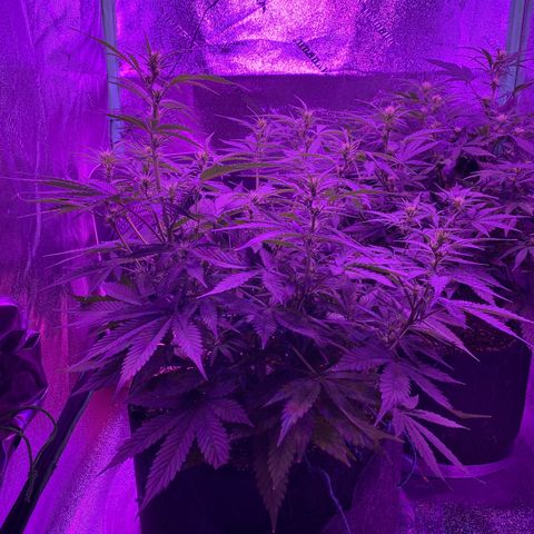 White Widow Auto growlog timeline photo