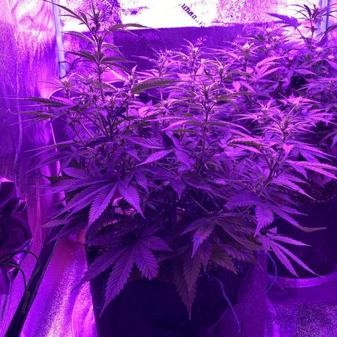 White Widow Auto growlog timeline photo