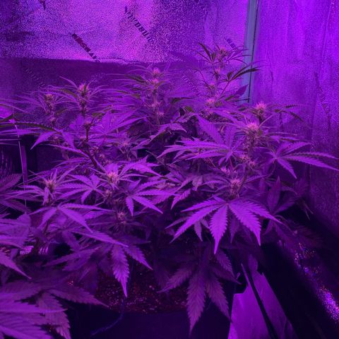 White Widow Auto growlog timeline photo