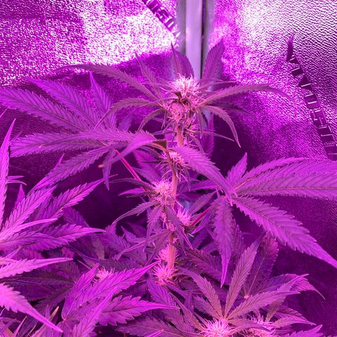 White Widow Auto growlog timeline photo