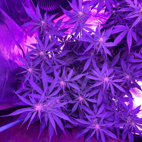White Widow Auto growlog timeline photo