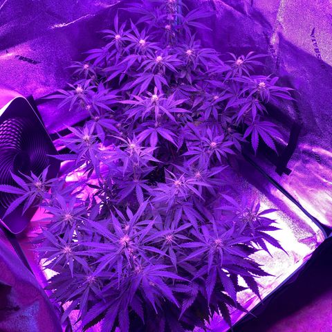 White Widow Auto growlog timeline photo