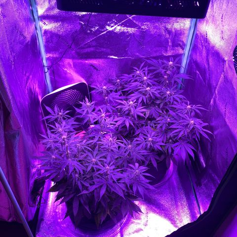 White Widow Auto growlog timeline photo