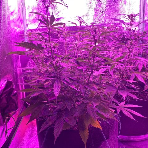 White Widow Auto growlog timeline photo