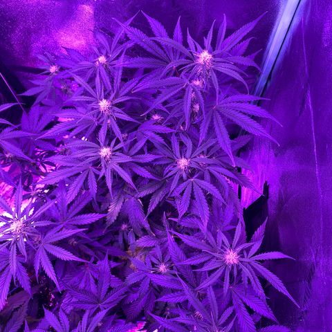 White Widow Auto growlog timeline photo