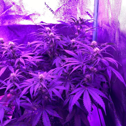 White Widow Auto growlog timeline photo