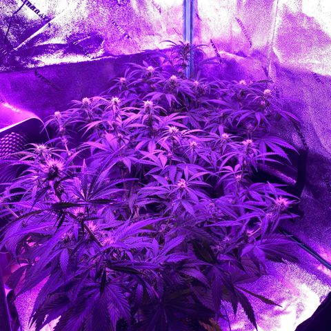 White Widow Auto growlog timeline photo