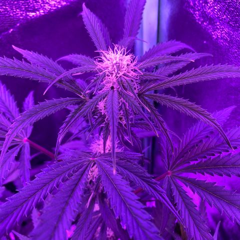 White Widow Auto growlog timeline photo