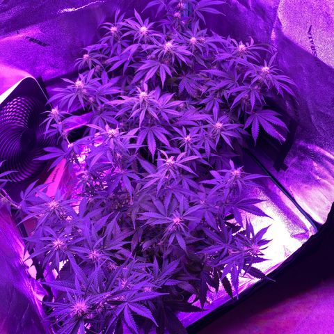 White Widow Auto growlog timeline photo