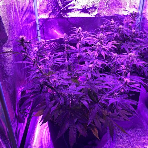White Widow Auto growlog timeline photo