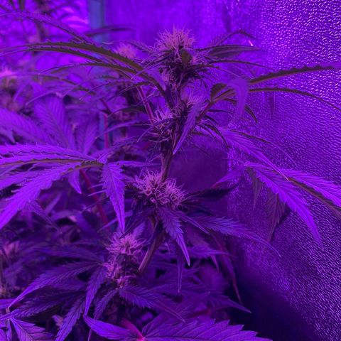 White Widow Auto growlog timeline photo