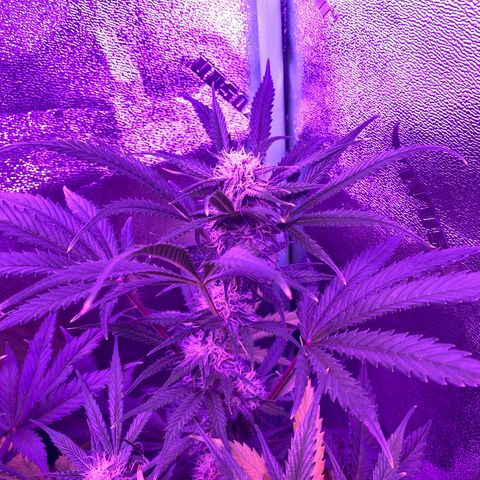 White Widow Auto growlog timeline photo