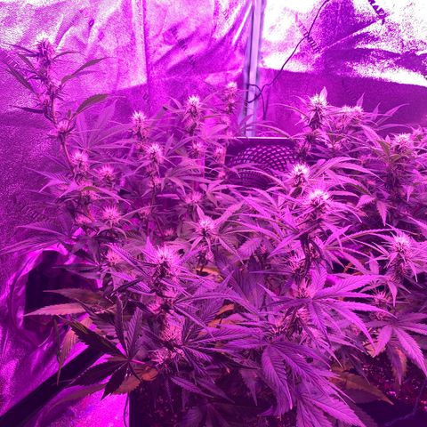 White Widow Auto growlog timeline photo