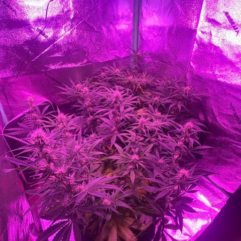 White Widow Auto growlog timeline photo