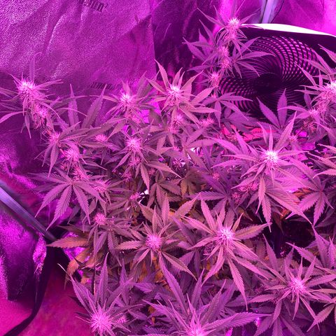 White Widow Auto growlog timeline photo