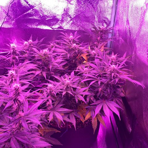 White Widow Auto growlog timeline photo