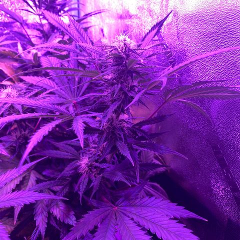 White Widow Auto growlog timeline photo