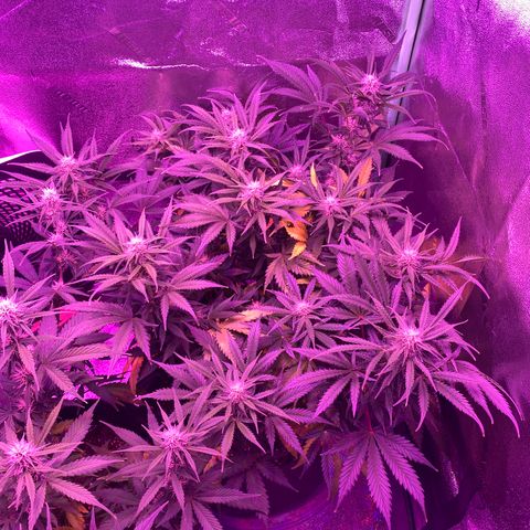 White Widow Auto growlog timeline photo