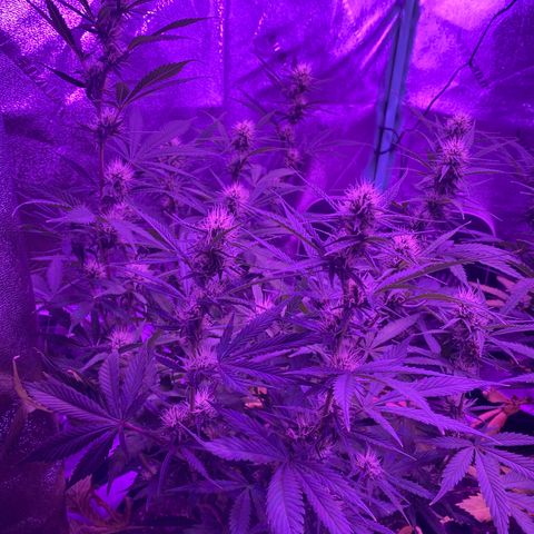 White Widow Auto growlog timeline photo