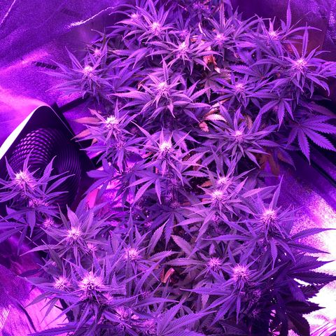 White Widow Auto growlog timeline photo