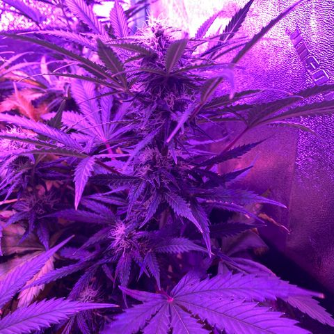 White Widow Auto growlog timeline photo