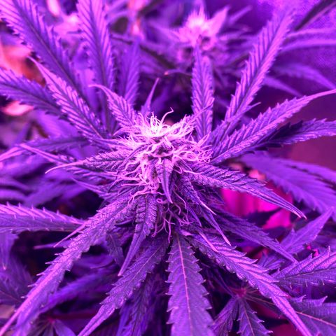 White Widow Auto growlog timeline photo