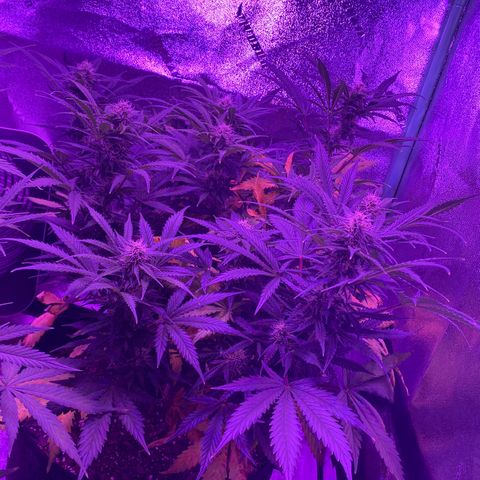 White Widow Auto growlog timeline photo