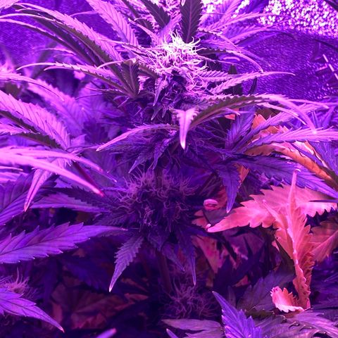 White Widow Auto growlog timeline photo