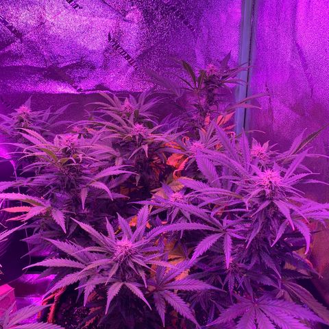 White Widow Auto growlog timeline photo