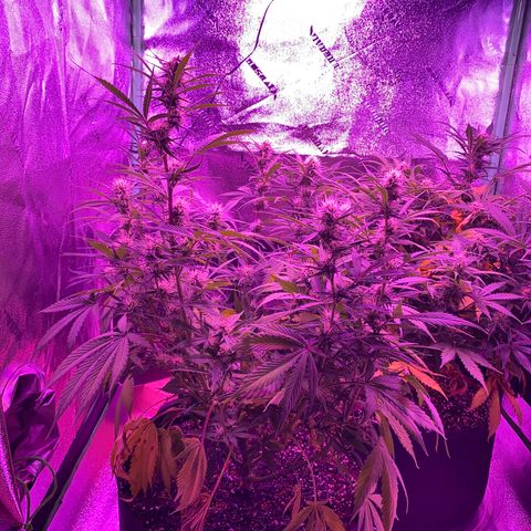 White Widow Auto growlog timeline photo