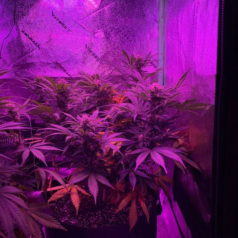 White Widow Auto growlog timeline photo