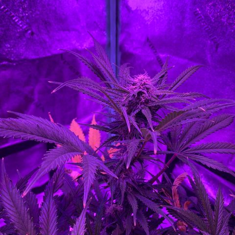 White Widow Auto growlog timeline photo