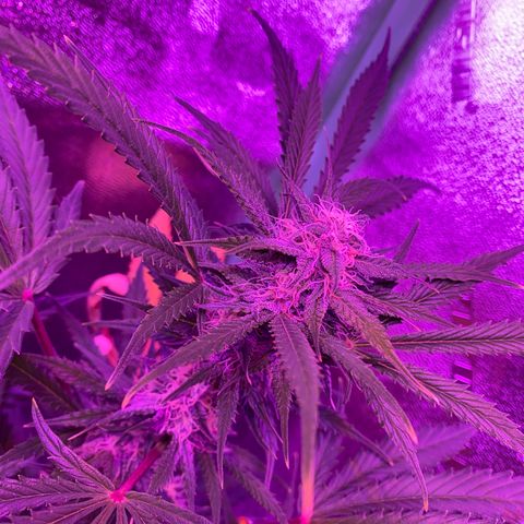White Widow Auto growlog timeline photo