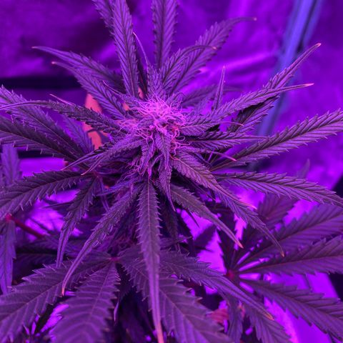 White Widow Auto growlog timeline photo
